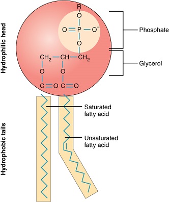 Figure 1: A phospholipid. Note the hydrophilic, or water loving, "head" section and the hydrophobic, or water hating, "tail" section.