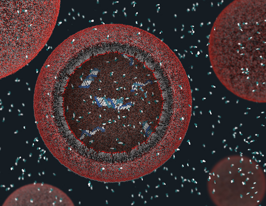 Figure 5: An artist's rendering of a protocell, showing the fatty acid membrane surrounding RNA ribozymes.