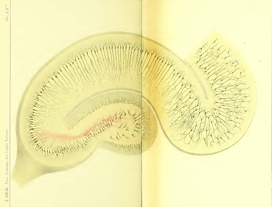 Figure 4: Golgi's drawing of the hippocampus, based on tissues he had stained. From Golgi's 1886 publication "Sulla fina anatomia degli organi centrali del sistema nervoso."