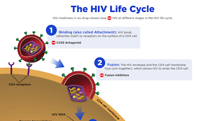 Figure 4: The stages in the HIV life cycle, as HIV attacks a CD4 cell and uses the machinery of the cell to multiply.