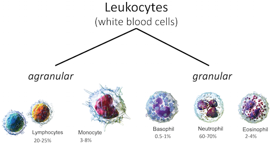 Figure 5: Leukocytes, or white blood cells, are classified into two groups: granular and agranular. Each of these groups are further broken down into different subtypes. (Leukocyte images via "Blausen gallery 2014" in the Wikiversity Journal of Medicine, DOI:10.15347/wjm/2014.010.)