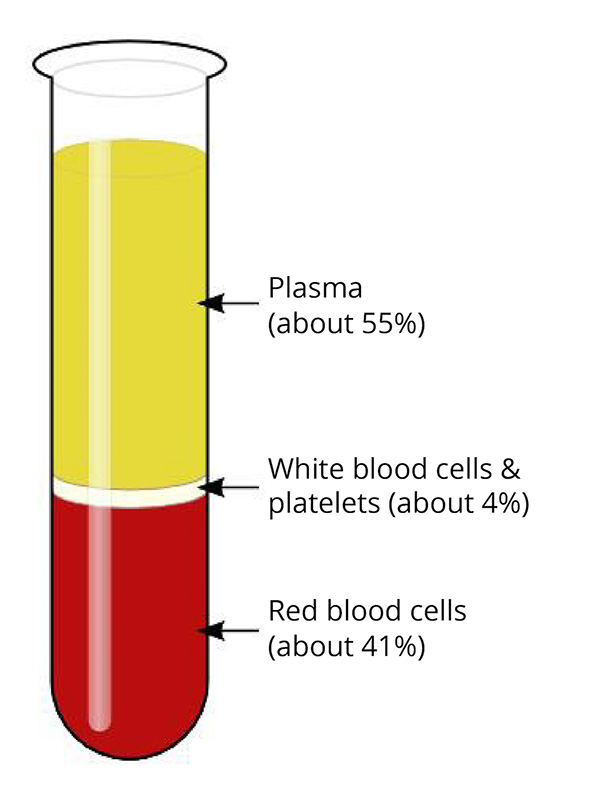 Figure 1: The average composition of blood. In this example, the blood is shown after spinning in a centrifuge so the different elements are separated: the heavier red blood cells at the bottom, then the white blood cells and platelets in the center, and the plasma at the top. The percentage of red blood cells is also known as hematocrit.