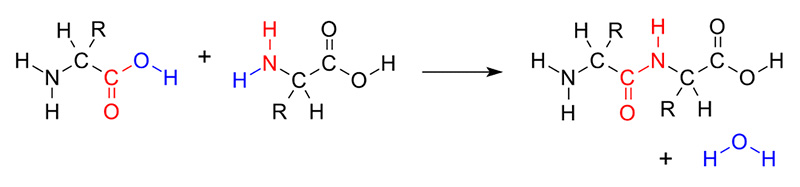 Figure 5: The joining of two amino acids (red) with a molecule of water expelled (blue).