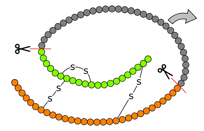 Figure 11: Structure of proinsulin showing C-peptide and the A and B chains of insulin.
