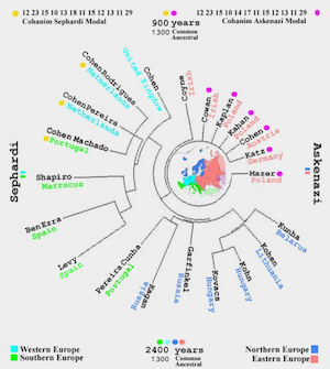 Figure 3: A haplotype tree diagram of the Kohanim population's Y-chromosomal family tree.
