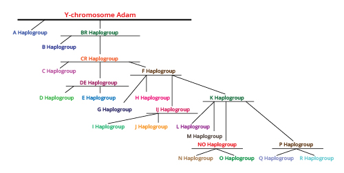 Figure 2: This family tree traces various branches all stemming back to a common ancestor of all Y-chromosome haplotypes. This common ancestor is called Y-MRCA, for "most recent common ancestor," or Y-chromosome Adam.