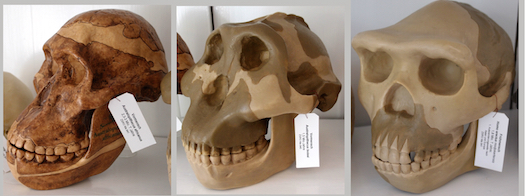Figure 6: Three models of skulls - A. africanus (left), A.
 boisei (center), H. erectus (right).