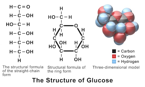 Figure 2: The structure of glucose. (From: Blausen.com staff (2014). "Medical gallery of Blausen Medical 2014." WikiJournal of Medicine, 1(2). DOI:10.15347/wjm/2014.010)