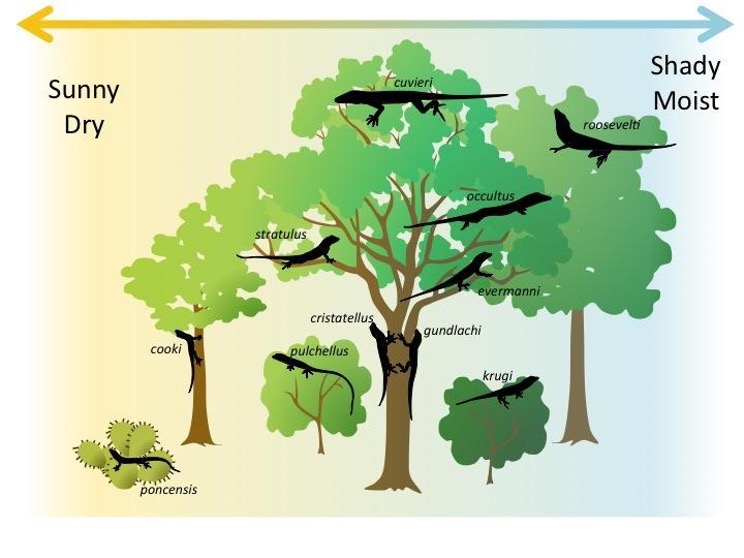 Figure 6: Diagram showing where different species of anole lizard are found in tropical forests.