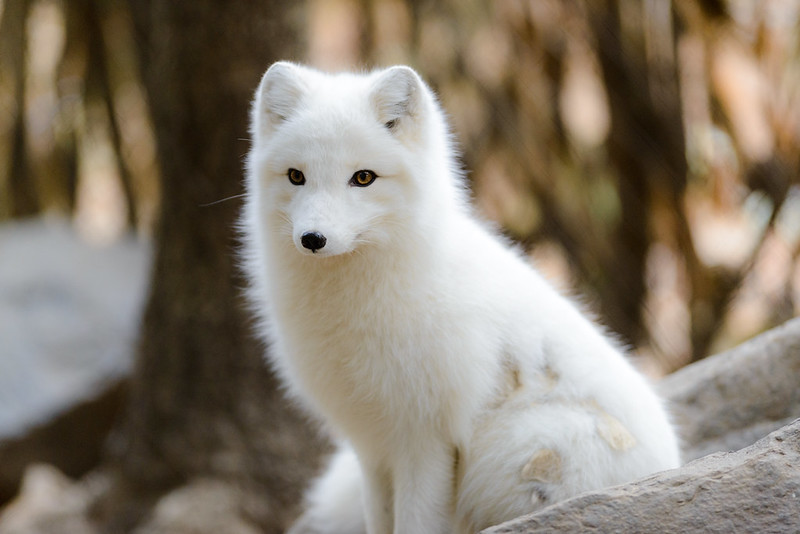 Figure 6: Arctic Fox
