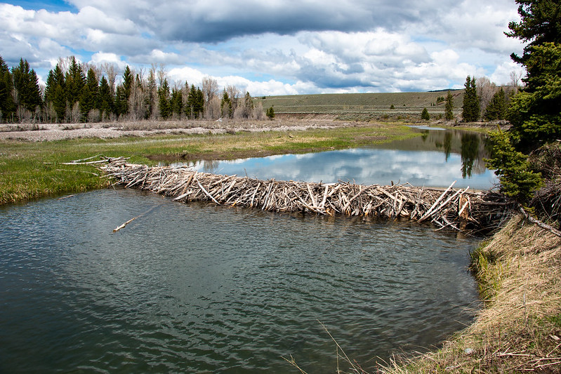 Figure 1: Dam on the Snake River in Grand Teton National Park. 
