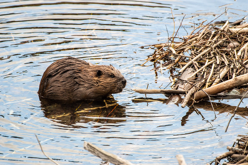 Figure 2: North American Beaver (Castor canadensis) in Glacier National Park.
