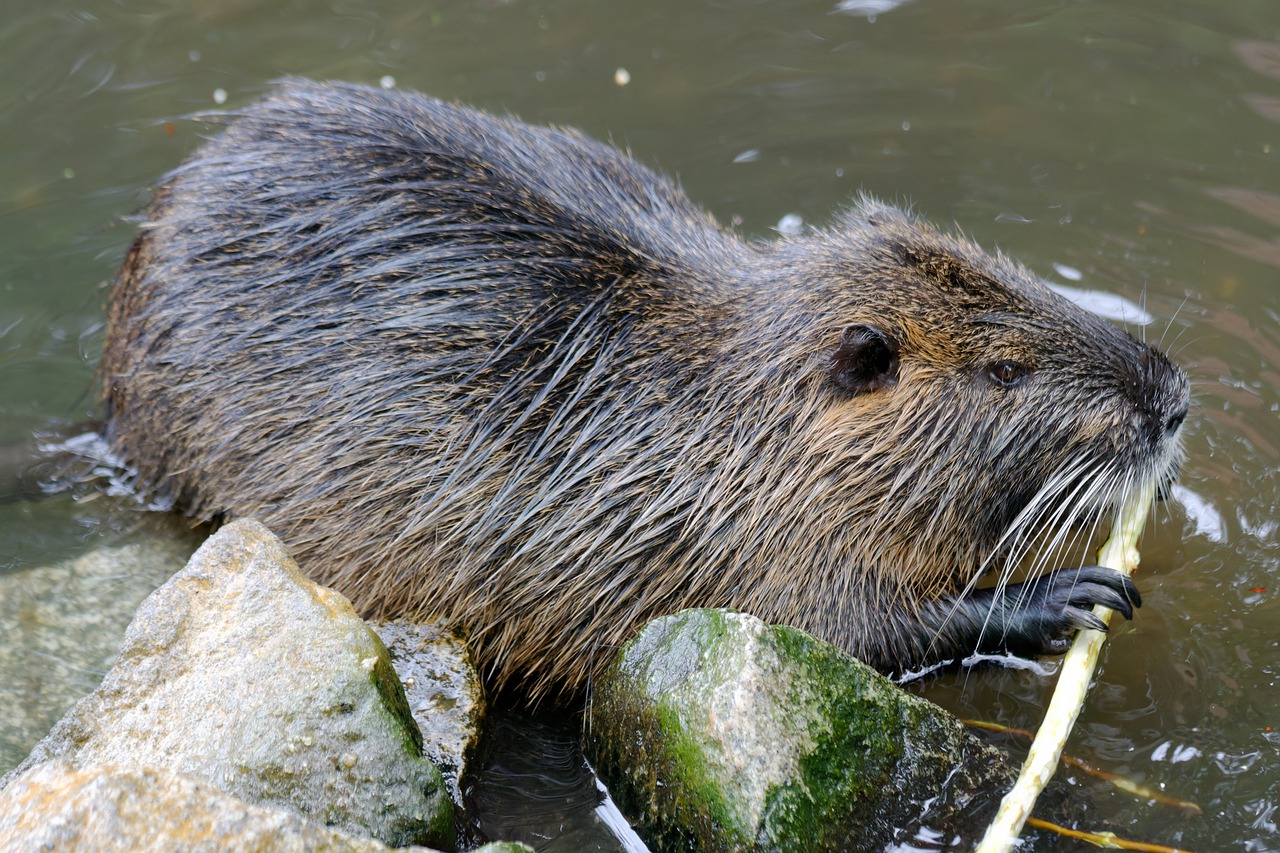 Figure 3: Nutria (Myocastor coypus).