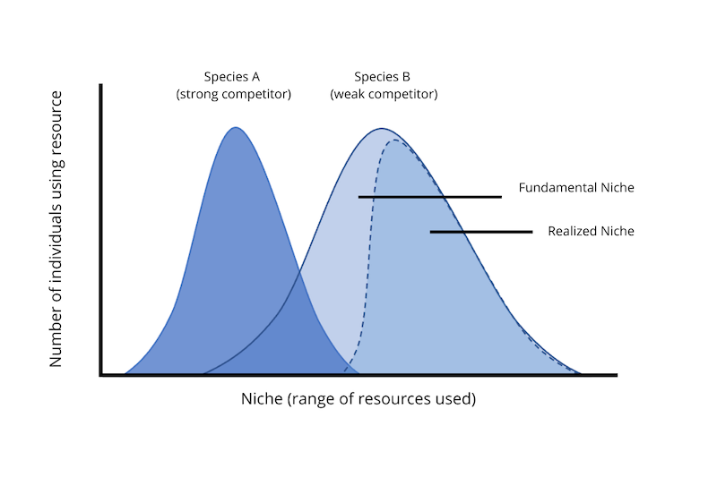 Figure 4: Graphical model representing how the fundamental niches of two species overlap, which reduces the realized niche of Species 2. 
