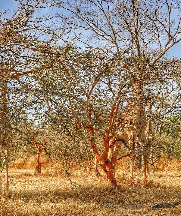 Figure 6: Sumu Wildlife Park, Bauchi State, Nigeria.