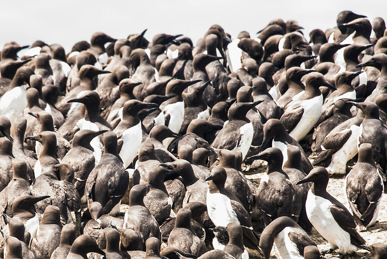 Figure 9: Flock of Murres (Uria sp.).
