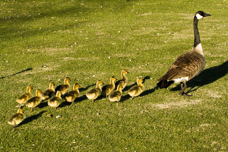 Figure 2: Canada Geese (Branta canadensis) in Alberta, Canada.