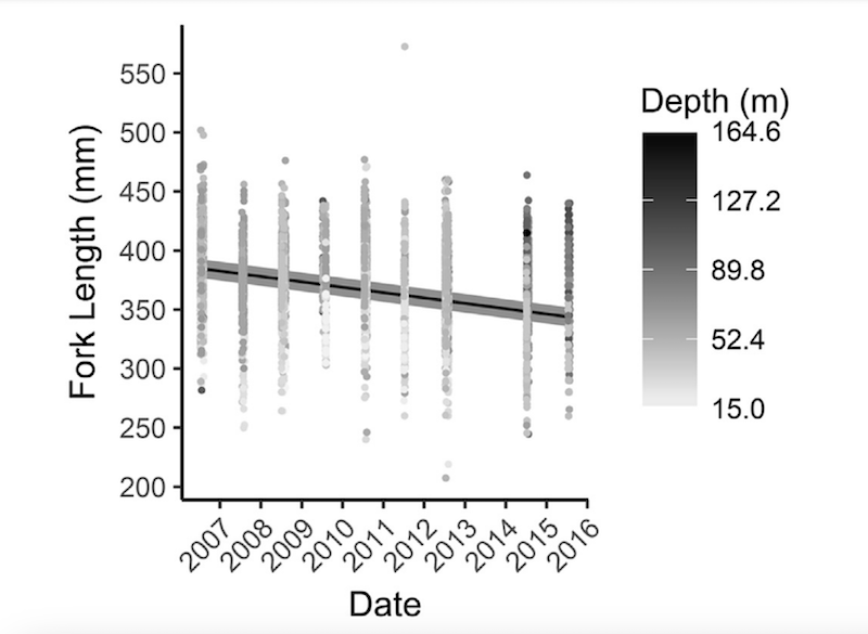 Figure 5: Plot of the fork lengths of captured Quillback Rockfish over time.