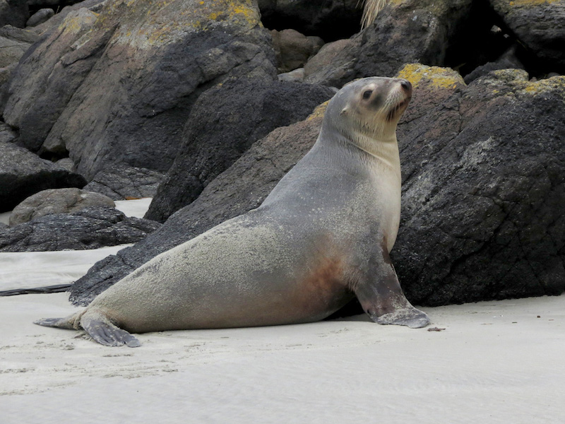 Figure 9: While studying Hooker’s sea lions (Phocarctos hookeri), an endangered species, Ramari came to know their individual personalities.