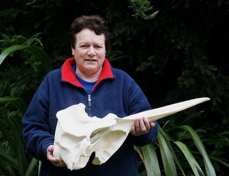 Figure 14: Ramari Stewart holding the prepared skull of Ramari’s beaked whale (Mesoplodon eueu). 