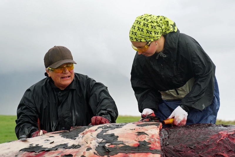 Figure 16: Ramari Stewart is called to whale strandings as the foremost expert in the recovery of beached whales.