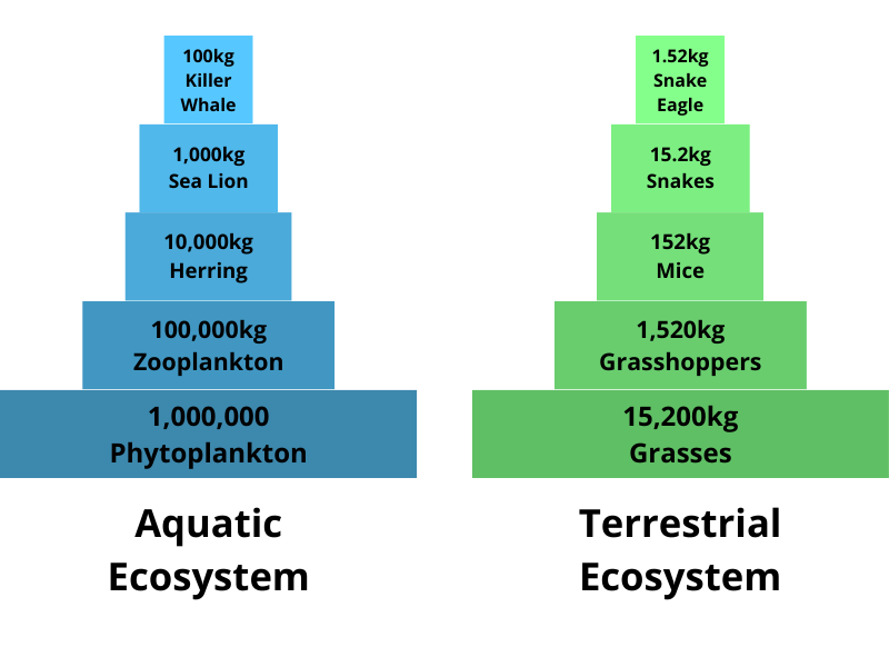 Figure 4: Hypothetical biomass pyramids for aquatic and terrestrial ecosystems. 