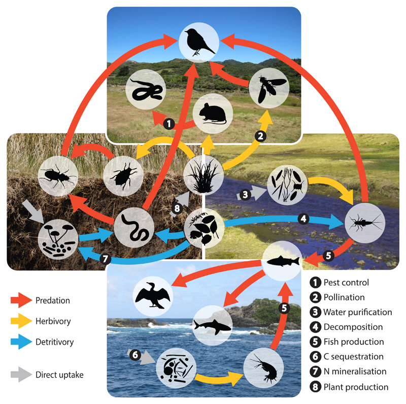 Figure 6: Trophic energy fluxes (arrows) and ecosystem services (numbers).