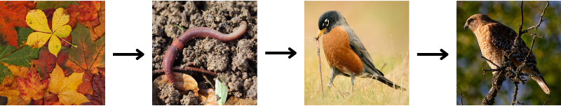 Figure 1: Meadow community food chain showing feeding relationships with arrows pointing in the direction of the eaters.