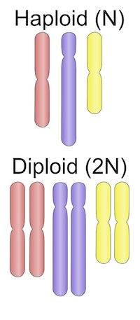 Figure 2: Illustration of haploid versus diploid chromosomes.