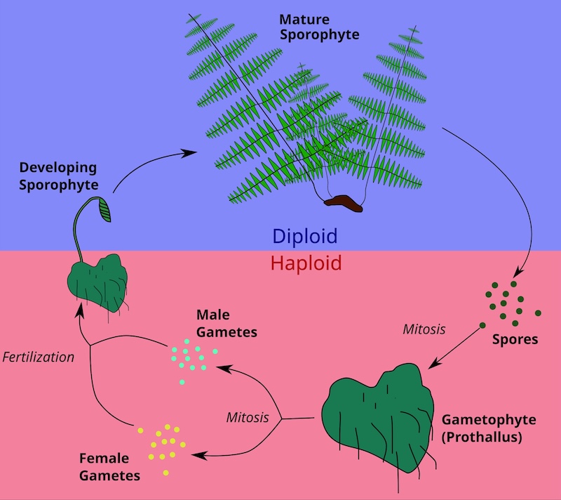 Figure 9: Alternation of generation in ferns. 