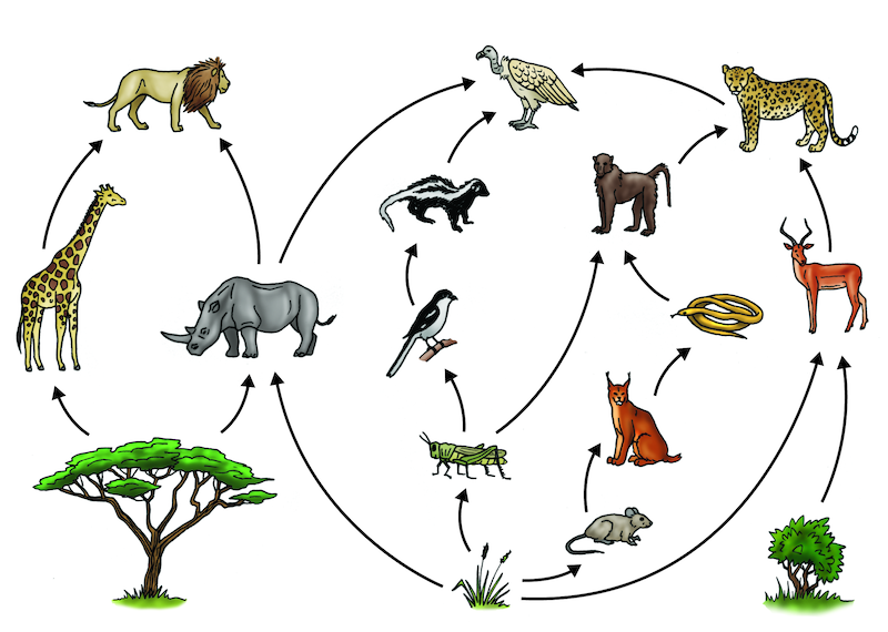 <strong>Use this figure to answer questions 7-8.</strong> <em>CC BY 2.0 Siyavula Education</em>