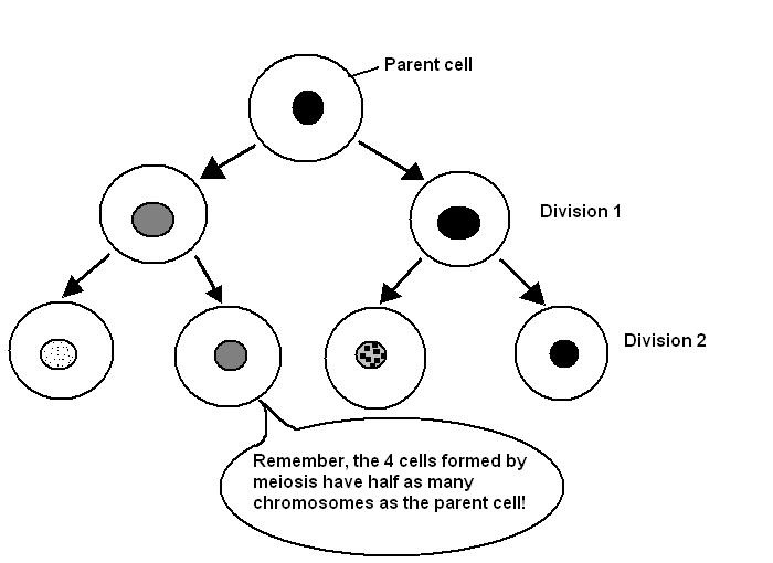 CC BY Rlawson at en.wikibooks